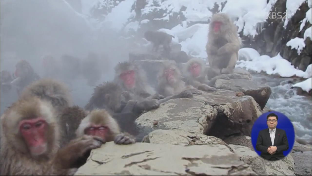 [지구촌 이모저모] 일본 ‘온천 즐기는 원숭이’