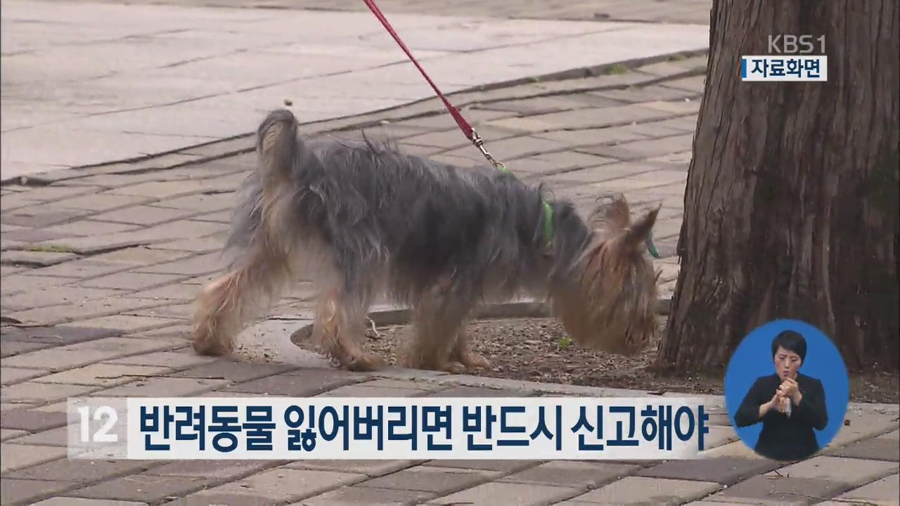 반려동물 잃어버리면 반드시 신고해야