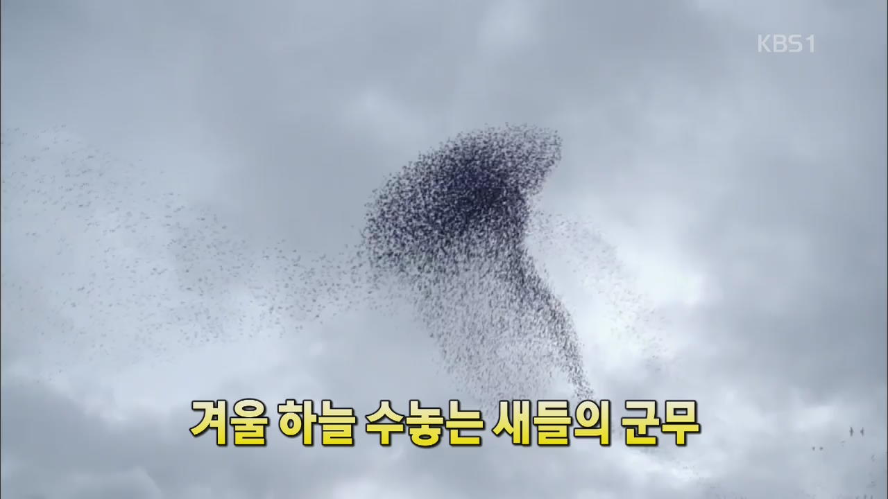 [세상의 창] 겨울 하늘 수놓는 새들의 군무