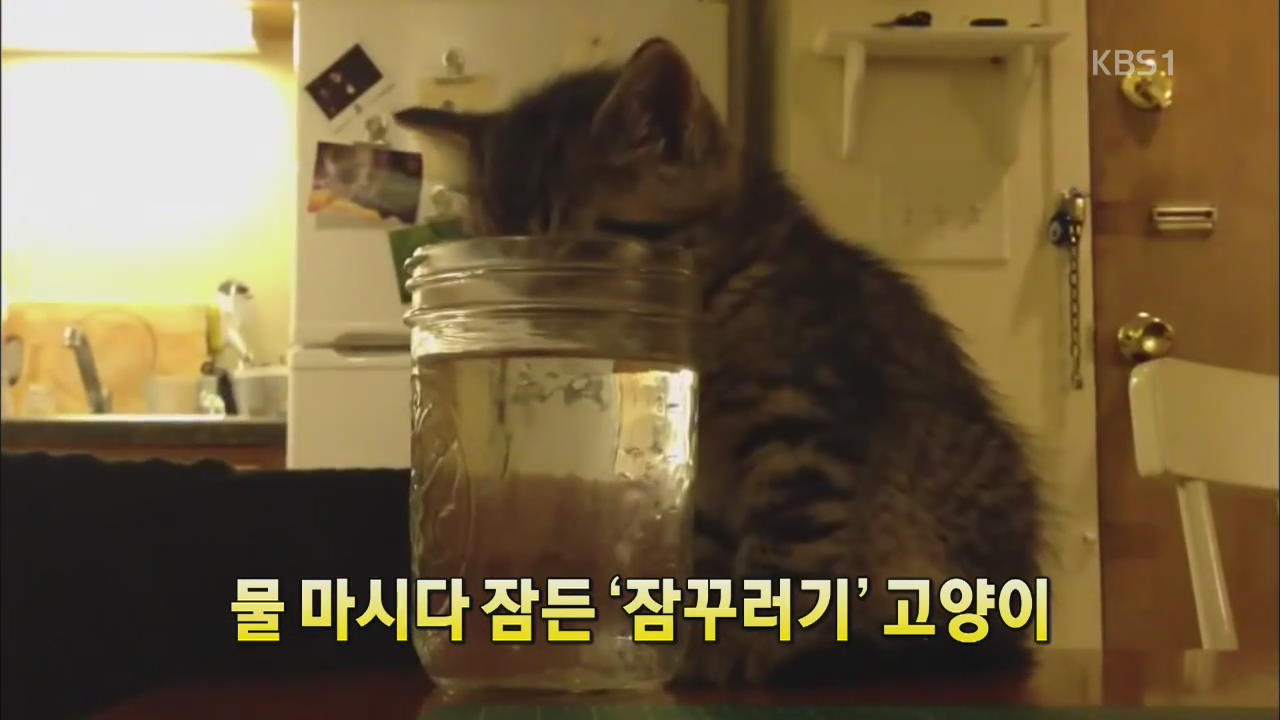 [세상의 창] 물 마시다 잠든 ‘잠꾸러기’ 고양이