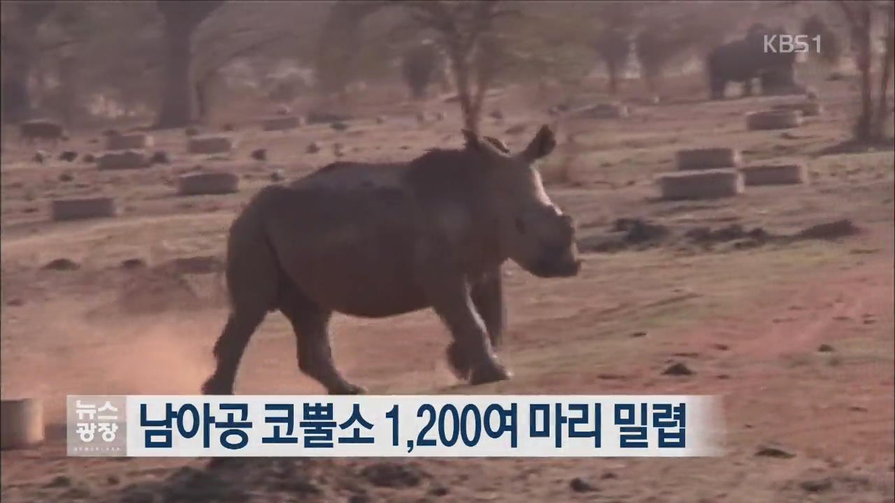 [지금 세계는] 남아공 코뿔소 1,200여 마리 밀렵 외