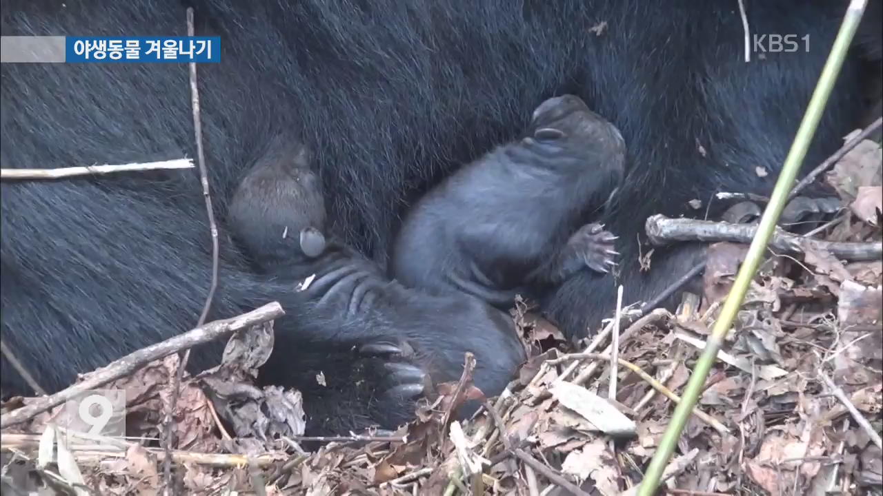 ‘혹독한 겨울’ 야생동물들 어떻게 지내나 봤더니…