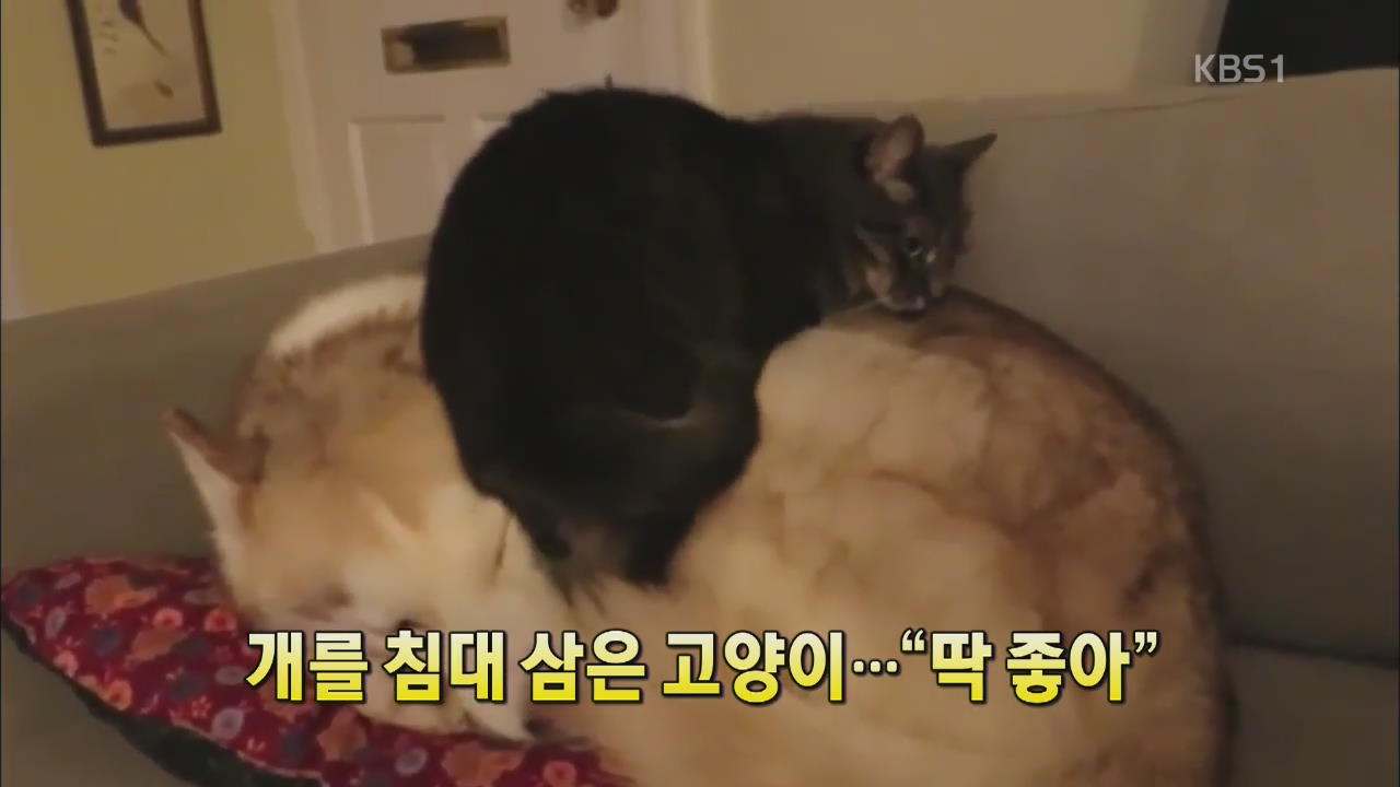 [세상의 창] 개를 침대 삼은 고양이…“딱 좋아”