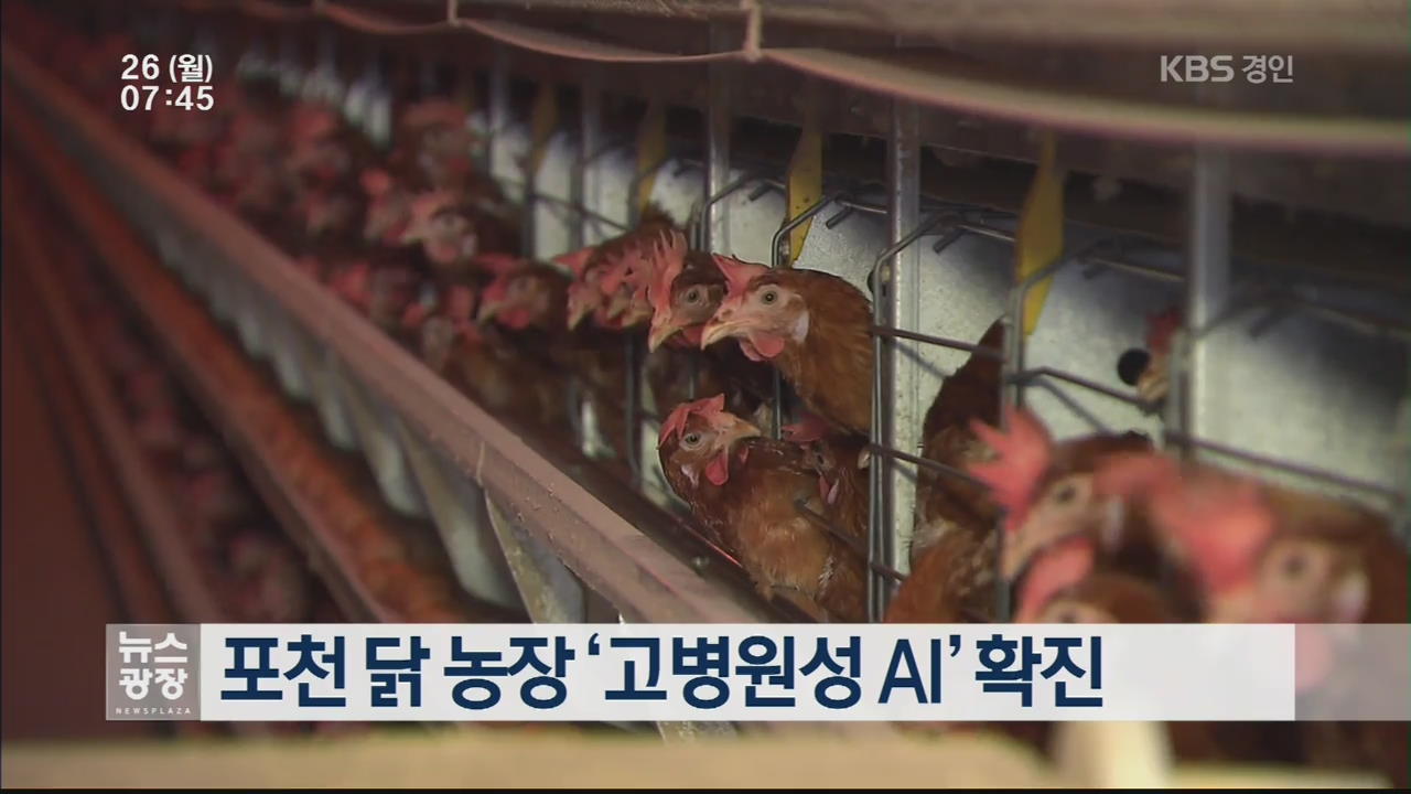 포천 닭 농장 ‘고병원성 AI’ 확진