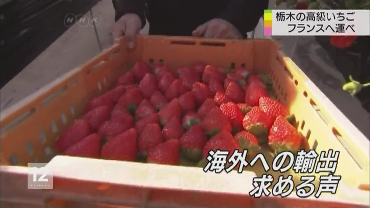 일본, 고급 딸기 프랑스 수출 눈앞