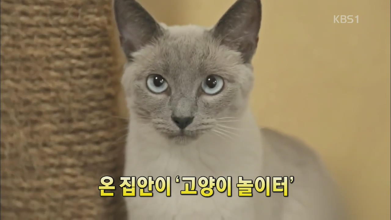 [세상의 창] 온 집안이 ‘고양이 놀이터’