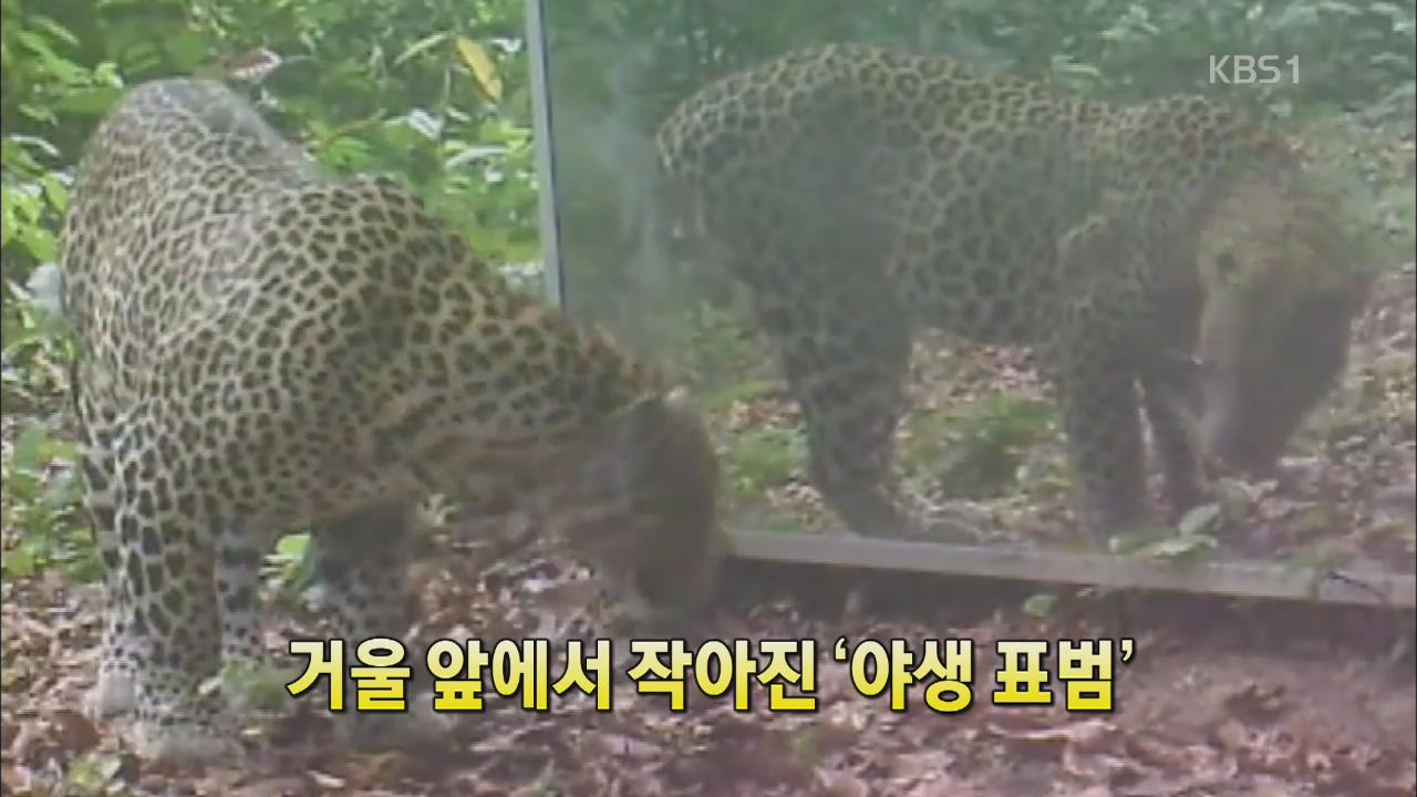 [세상의 창] 거울 앞에서 작아진 ‘야생표범’