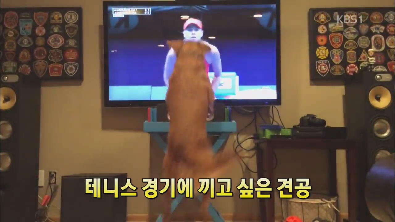 [세상의 창] 테니스 경기에 끼고 싶은 견공 