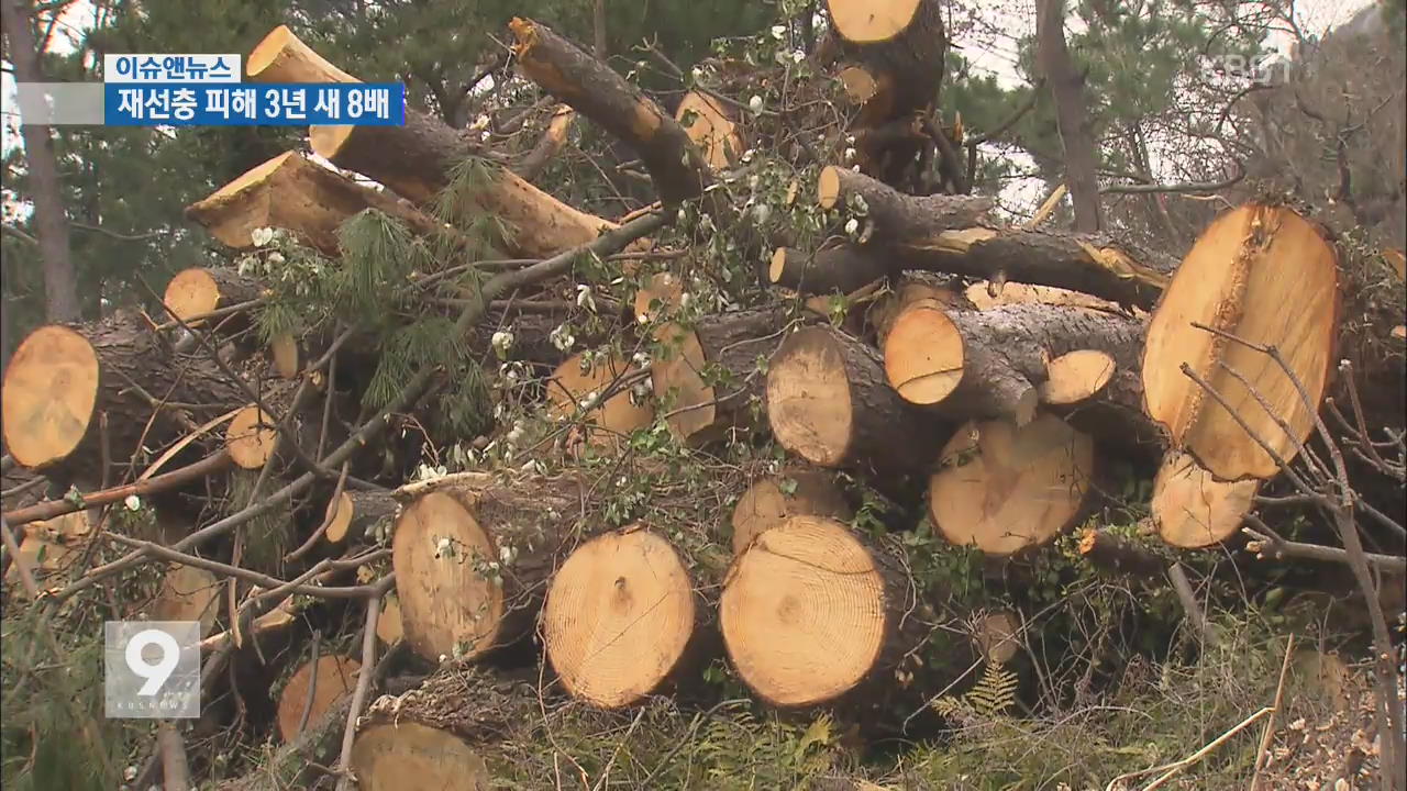 [이슈&뉴스] 소나무 재선충 피해 3년새 8배…방제 왜 안되나?
