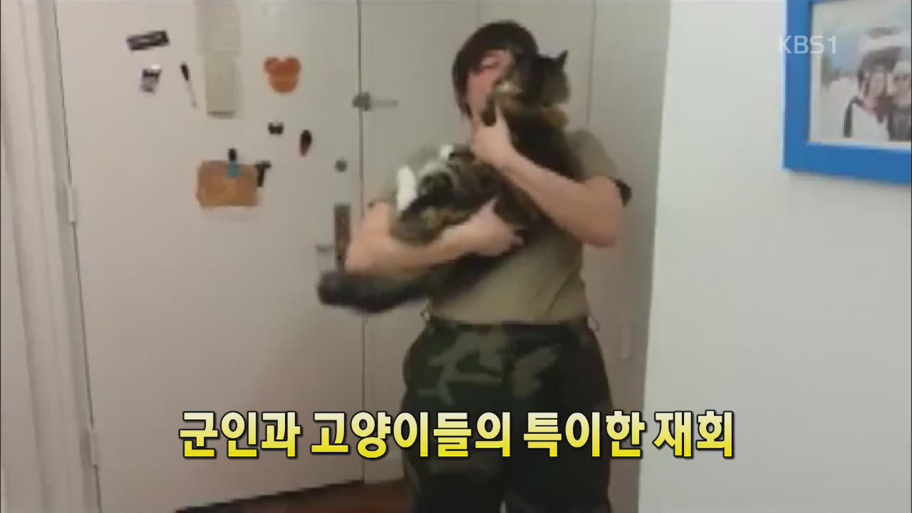 [세상의 창] 군인과 고양이들의 특이한 재회