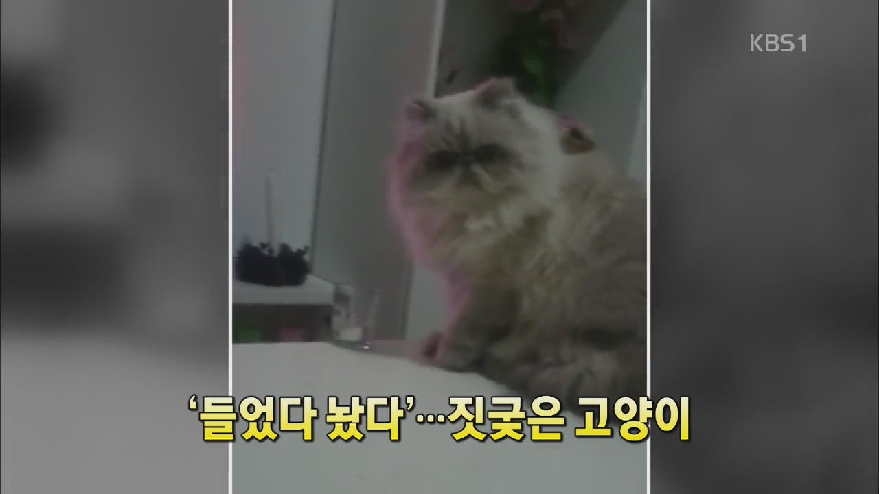 [세상의 창] ‘들어다 놨다’…짓궂은 고양이