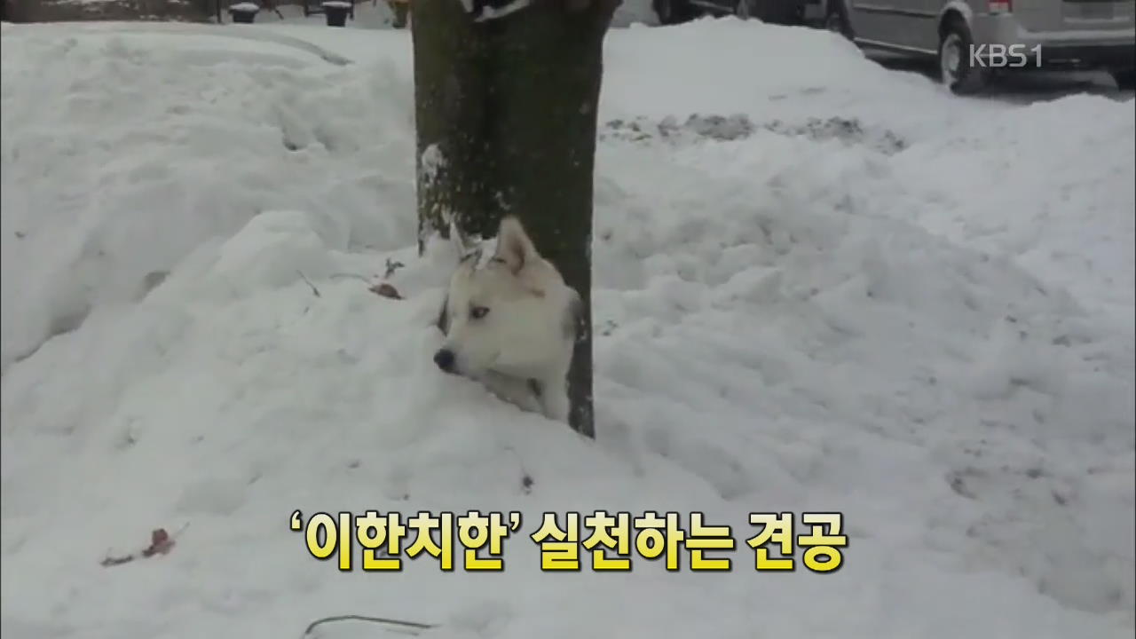 [세상의 창] ‘이한치한’ 실천하는 견공