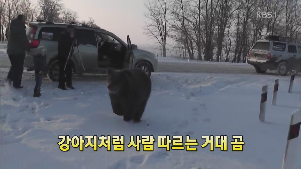 [세상의 창] 강아지처럼 사람 따르는 거대 곰