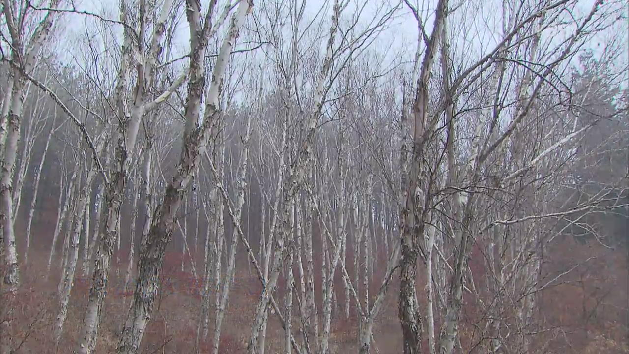 [뉴스광장 영상] 자작나무숲