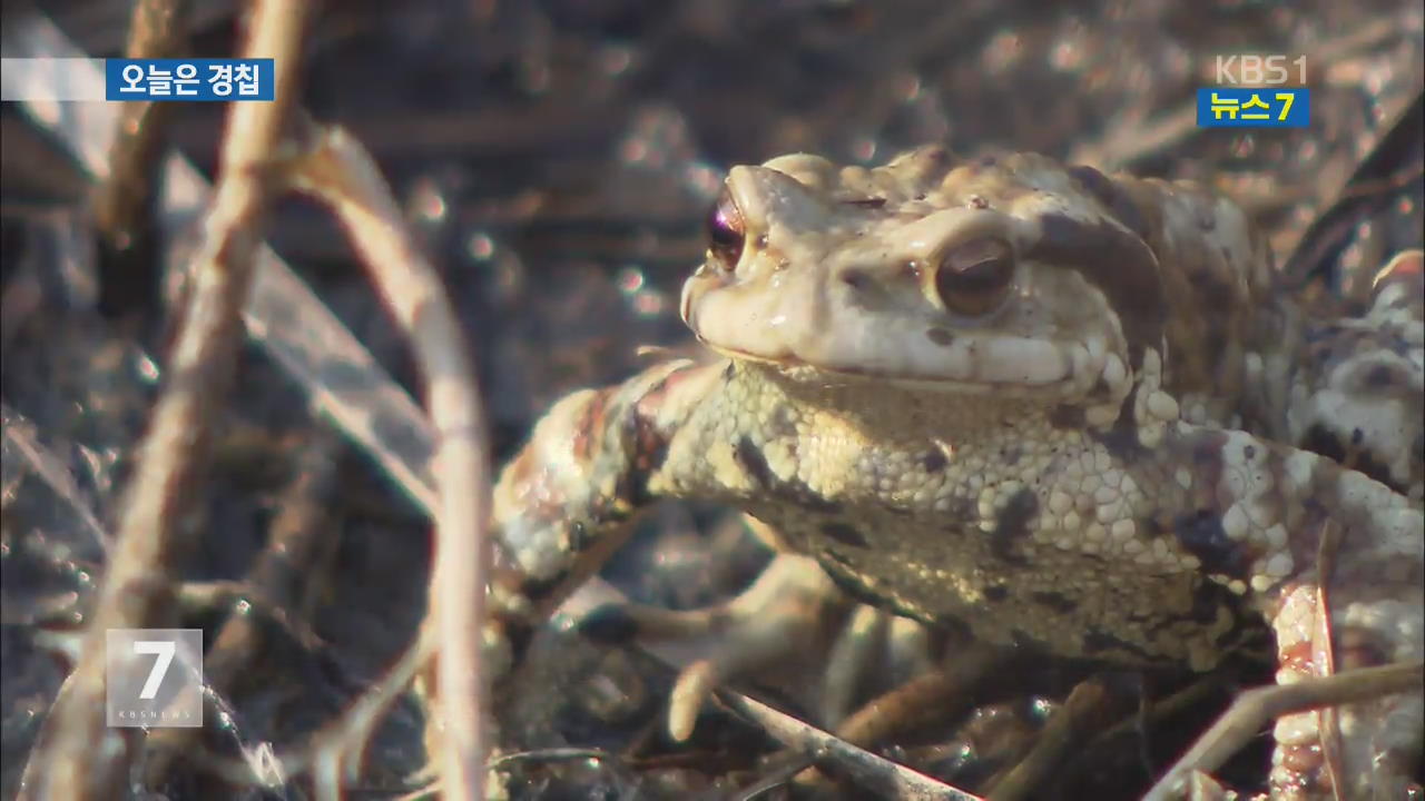 ‘경칩’ 예년보다 이른 개구리·두꺼비 산란