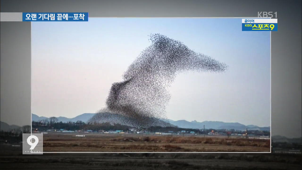 오랜 기다림 끝에 포착…‘가창오리의 군무’