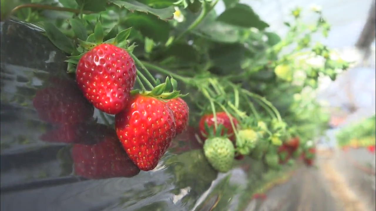 [뉴스광장 영상] 딸기 농장