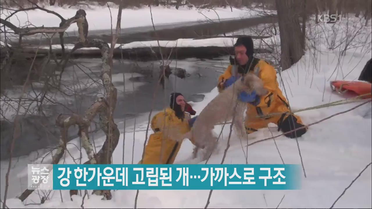 [지금 세계는] 강 한가운데 고립된 개…가까스로 구조