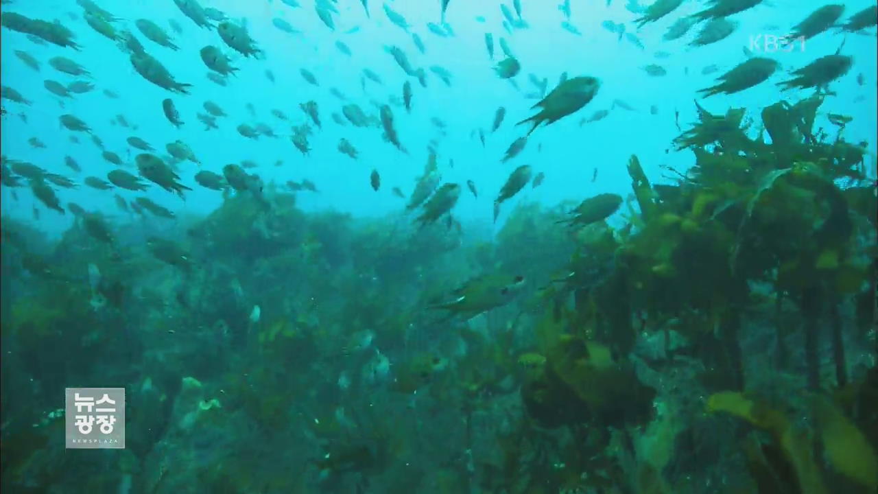 ‘아열대 어류’ 제주 바다 점령…바닷속 생태계 급변