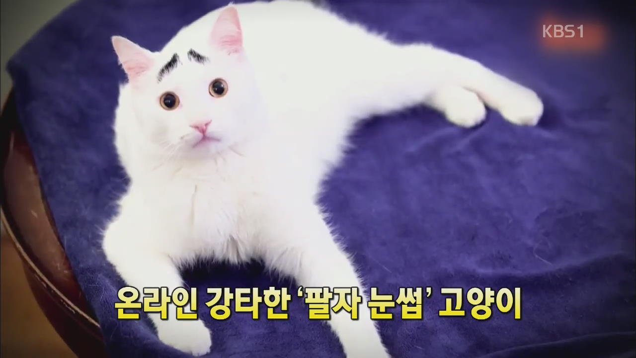 [세상의 창] 온라인 강타한 ‘팔자 눈썹’ 고양이