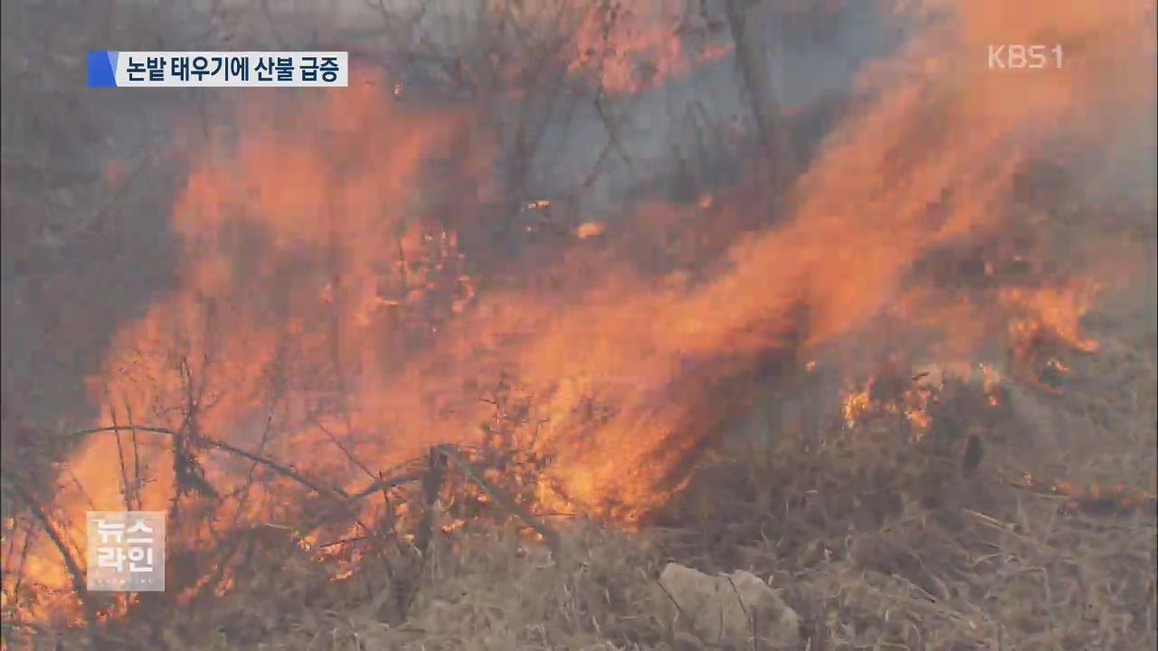 논밭 태우기에 산불 급증