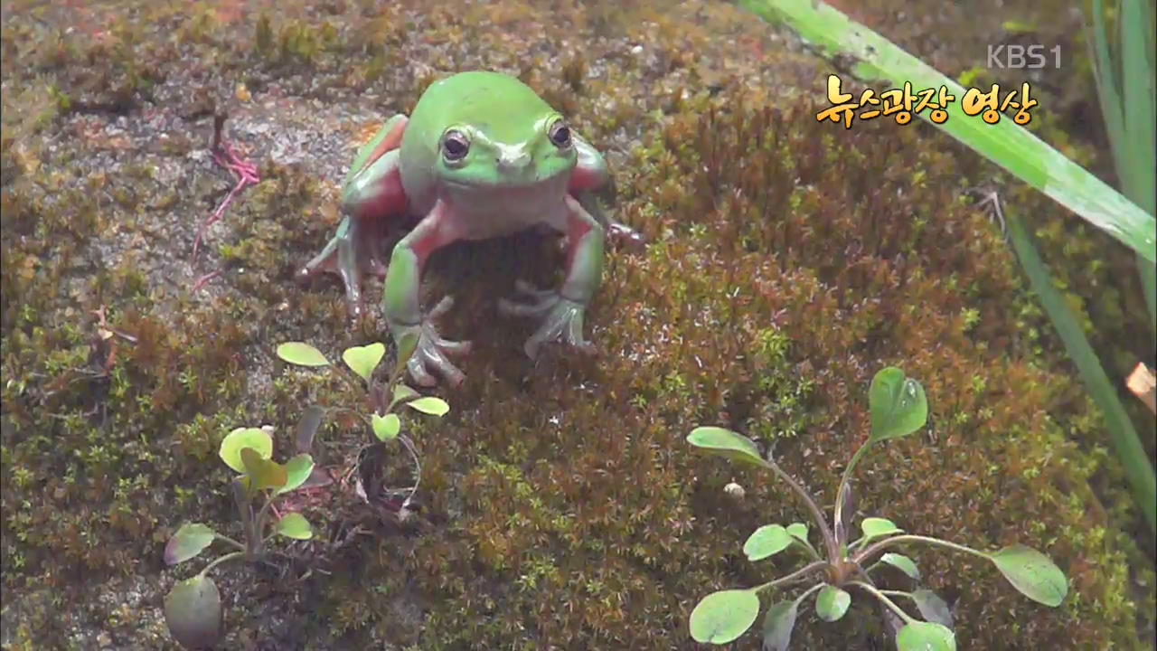 [뉴스광장 영상] 개구리, 점프하다