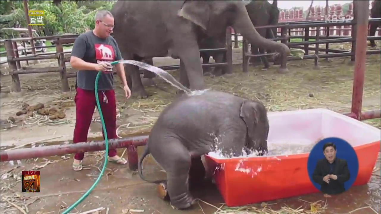 [글로벌24 팝팝] 아기 코끼리의 즐거운 목욕 시간
