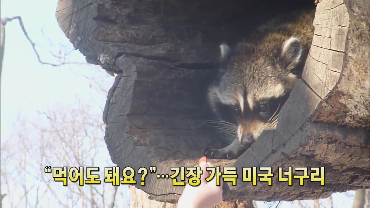 [세상의 창] “먹어도 돼요?”…긴장 가득 미국 너구리