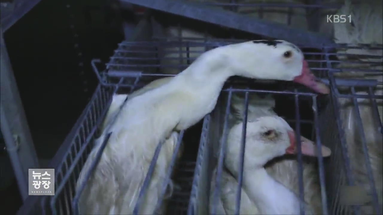 [지금 세계는] 프랑스 법원, 거위 간 ‘푸아그라’ 동물 학대 무죄