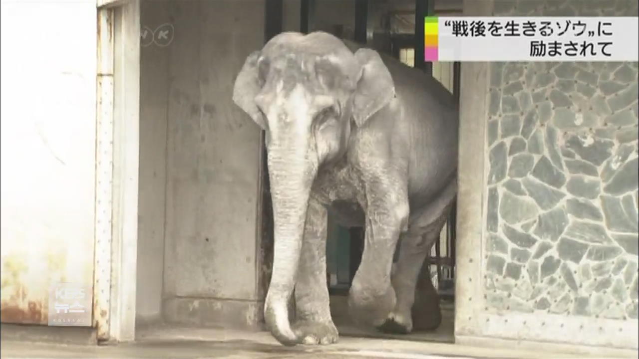 일본, 68살의 일본 최고령 코끼리