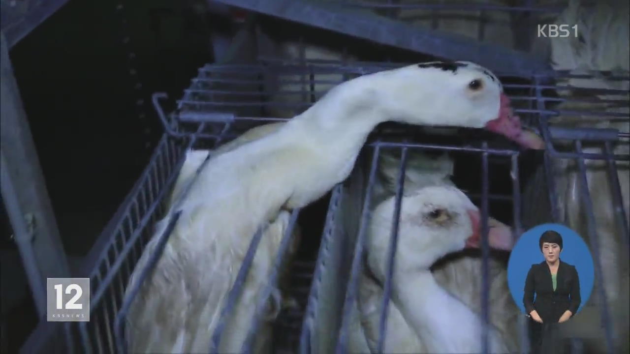 프랑스 법원, ‘동물 학대’ 푸아그라 제조업체 무죄