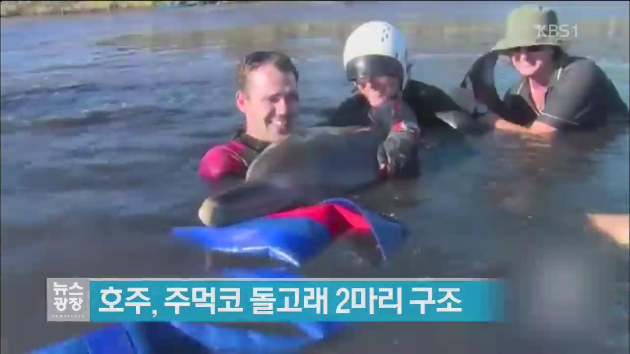 [지금 세계는] 호주, 주먹코 돌고래 2마리 구조