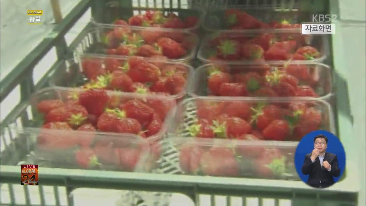 [글로벌24 팝팝] “호주 딸기 70%에 금지 농약 여전히 사용”