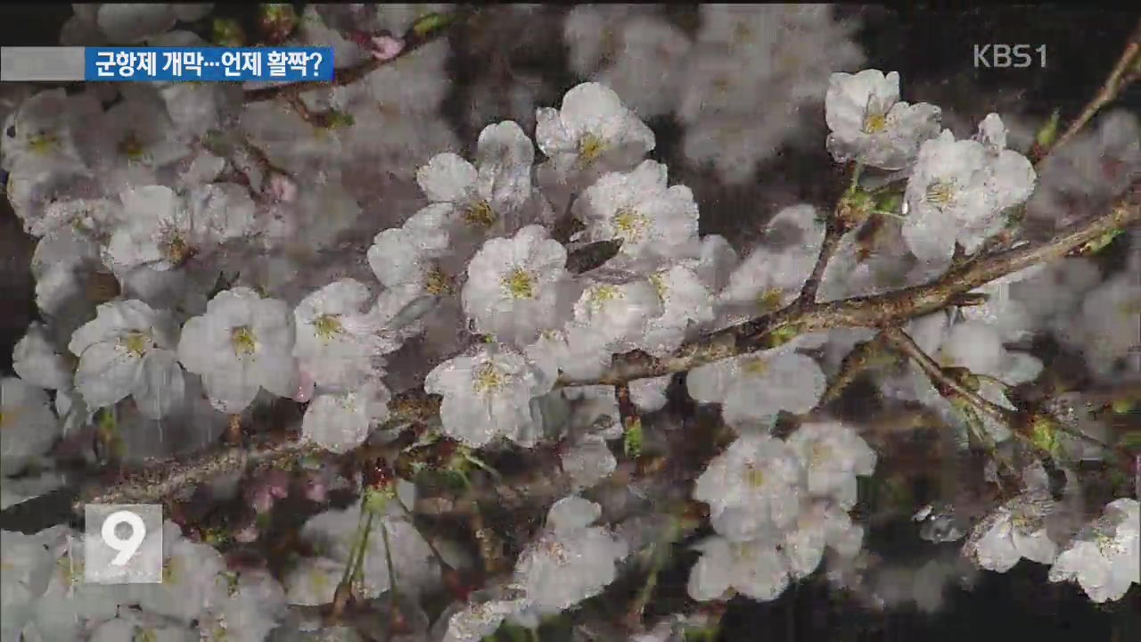 36만 그루 벚꽃의 향연…진해 군항제 내일 개막