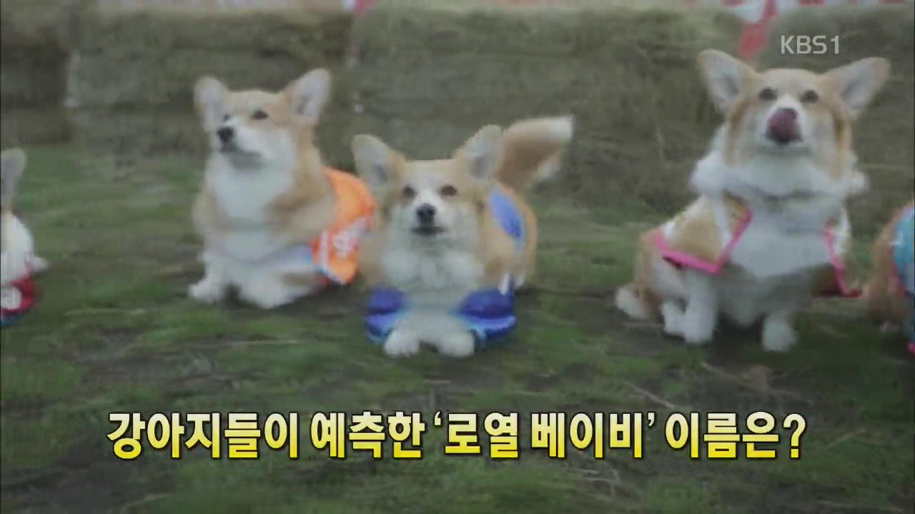 [세상의 창] 강아지들이 예측한 ‘로열 베이비’ 이름은?