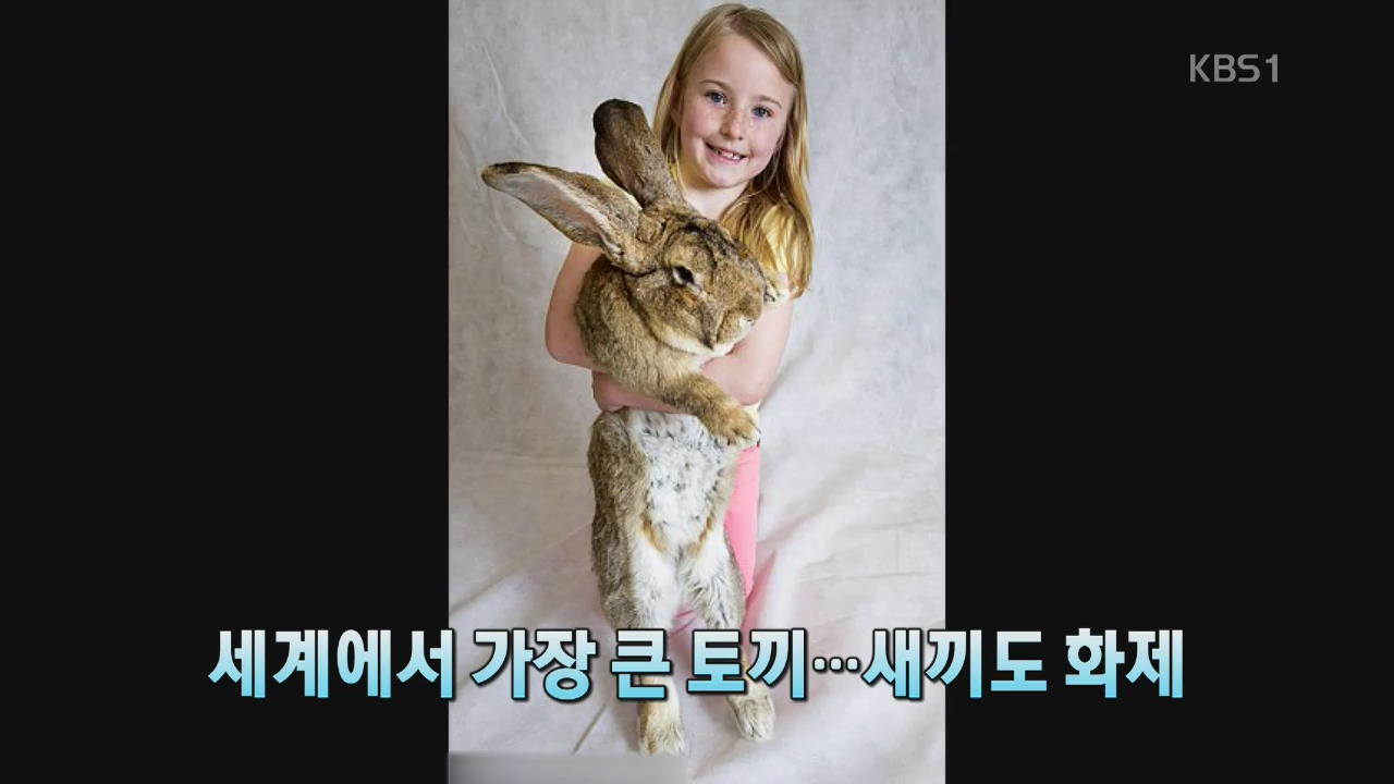 [인터넷 광장] 세계에서 가장 큰 토끼…새끼도 화제