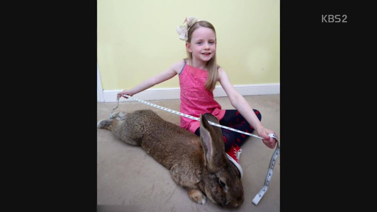 [핫 클릭] 세계에서 가장 큰 토끼…새끼도 화제