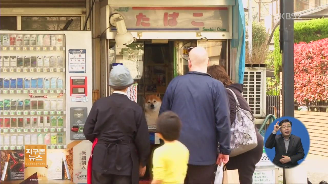 [지구촌 생생영상] 일본, 가게에서 손님 맞이 하는 애완견