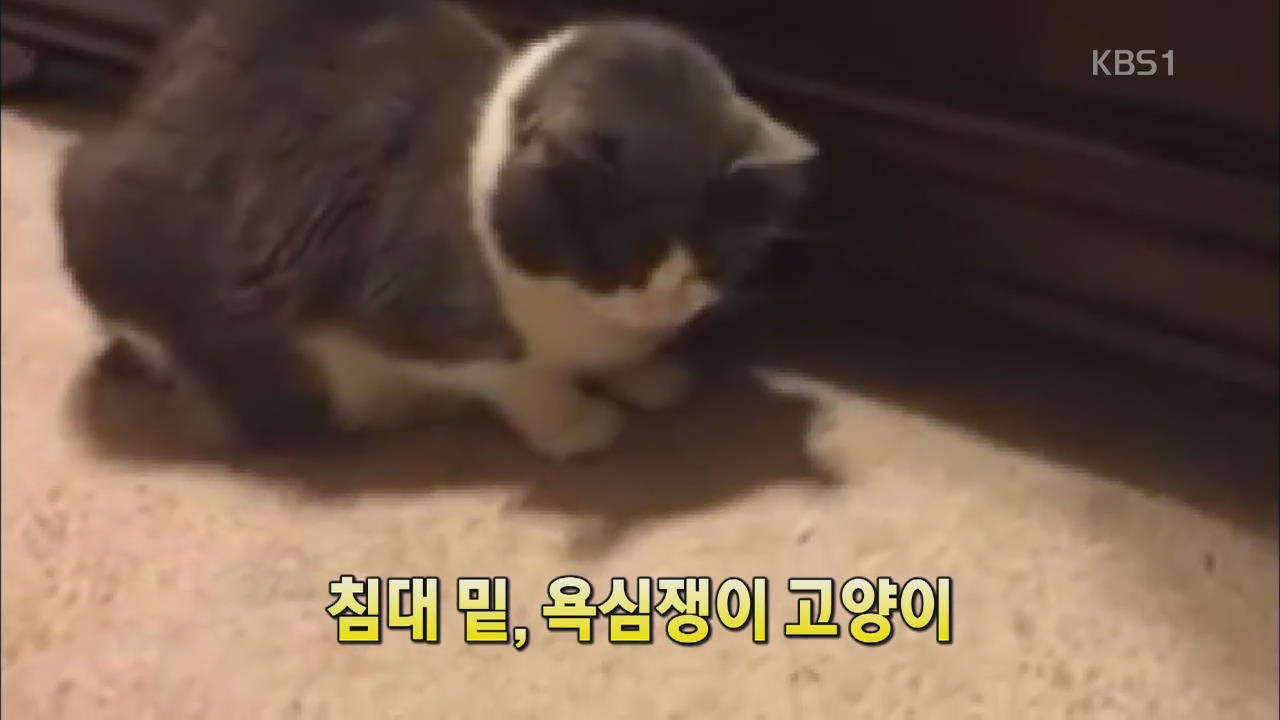 [세상의 창] 침대 밑 ‘욕심쟁이 고양이’