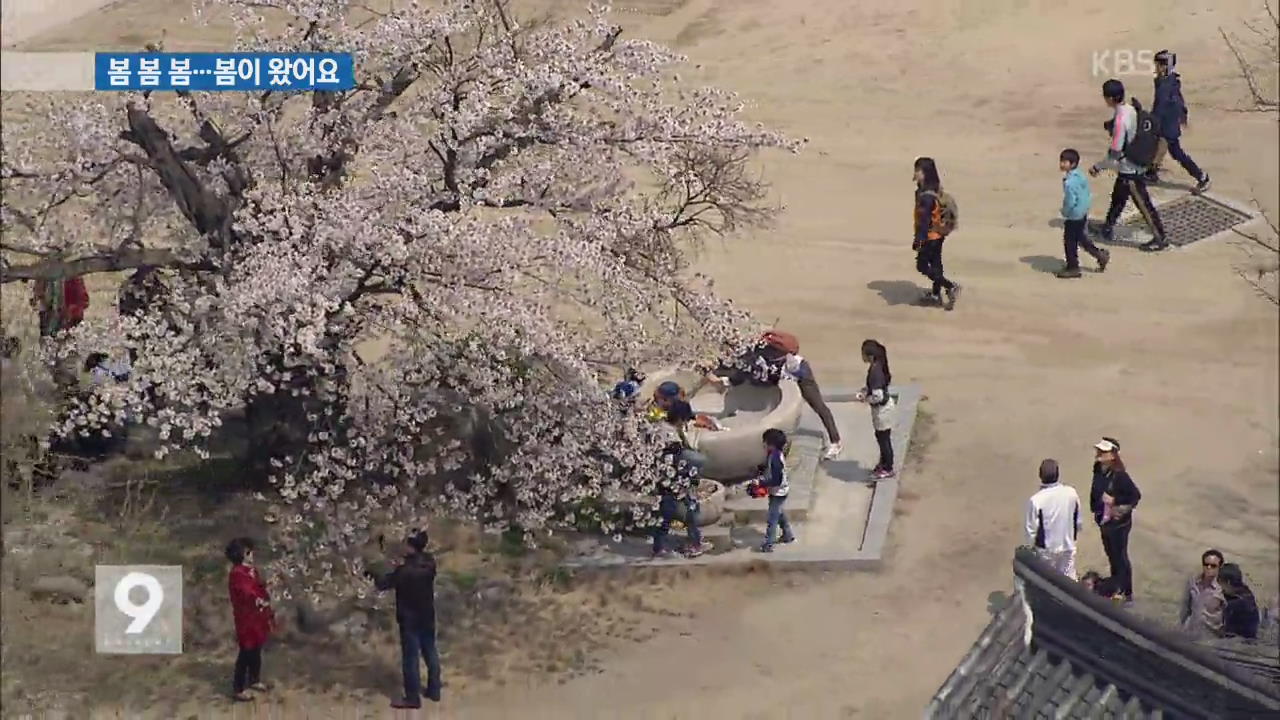 화려한 봄꽃의 향연…전국 봄기운 완연