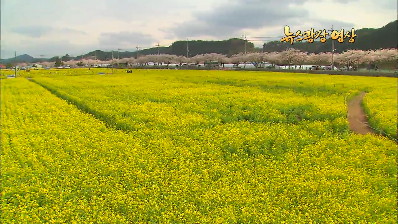 [뉴스광장 영상] 봄 꽃, 춤추다