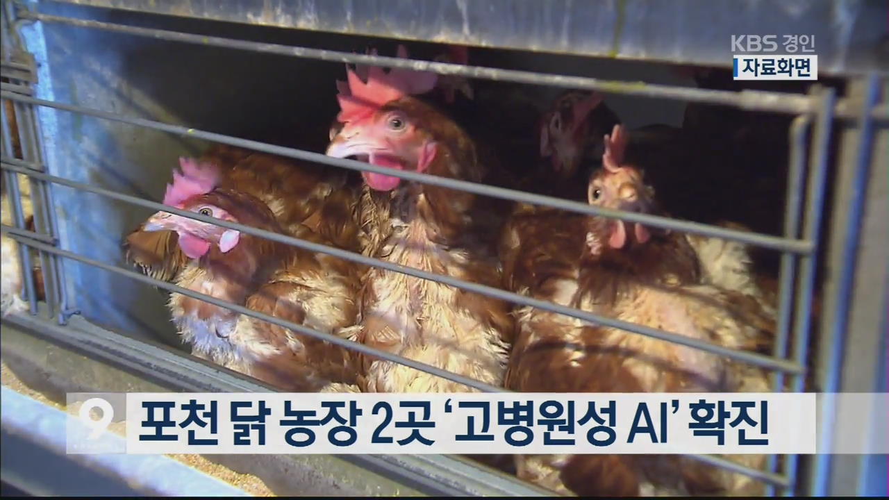 포천 닭 농장 2곳 ‘고병원성 AI’ 확진
