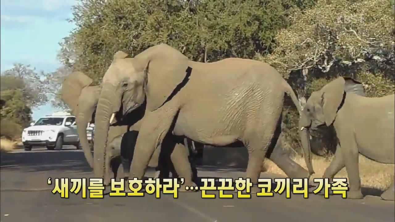 [세상의 창] “새끼를 보호하라“…끈끈한 코끼리 가족