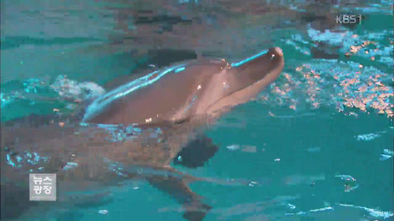 불법 포획된 남방큰돌고래 ‘태산·복순’ 고향간다