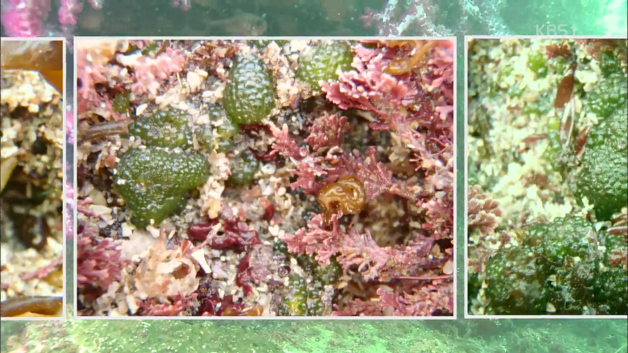 희귀 해조류 ‘그물공말’ 생육지 발견