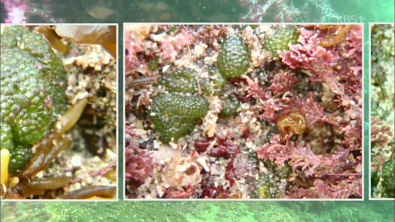 희귀 해조류 ‘그물공말’ 생육지 발견