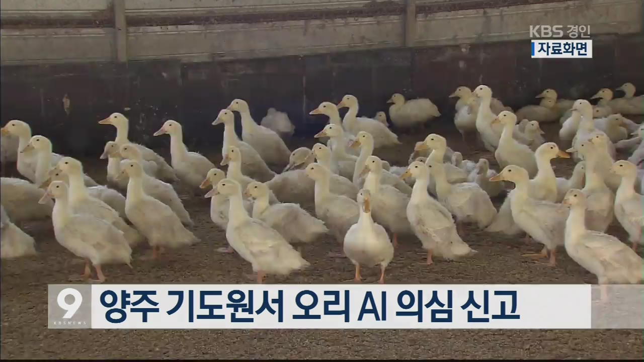 양주 기도원서 오리 AI 의심 신고