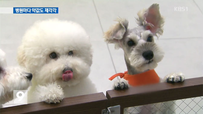 동물병원 약값 ‘부르는게 값’? 처방전 발급 안 돼