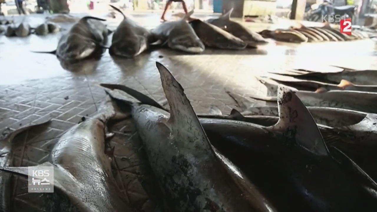 프랑스, 세계 최대 ‘상어 사냥국’ 인도네시아