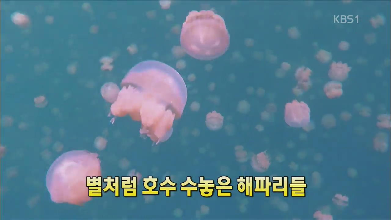 [세상의 창] 별처럼 호수 수놓은 해파리들